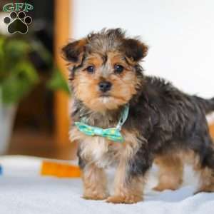 Dallas, Yorkie Poo Puppy